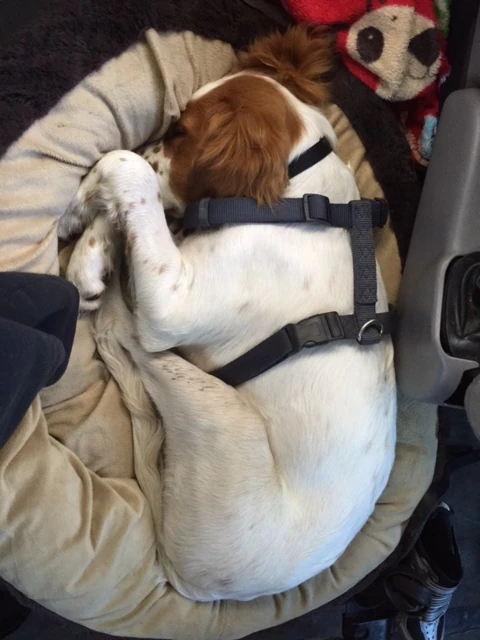 He was like this the whole drive back. Super done.
