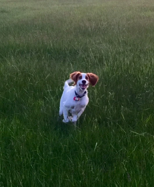 Tucker was running around like a crazy boy at the airport before Trudi’s flight arrived.