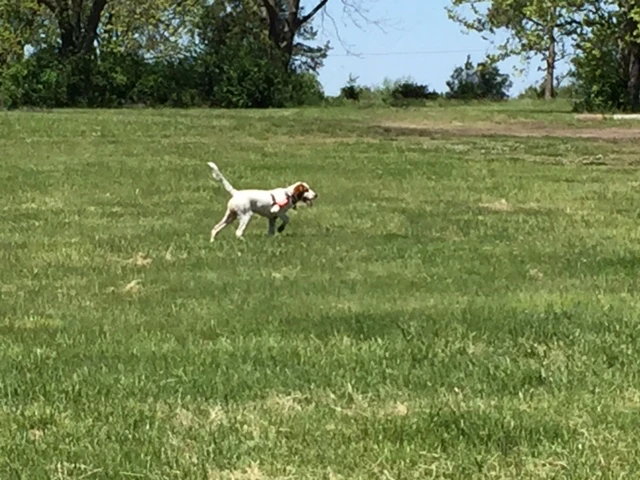 Tucker points just about anything that flies. I bet he&rsquo;d like his own onboard camera. I&rsquo;d like to see that footage.