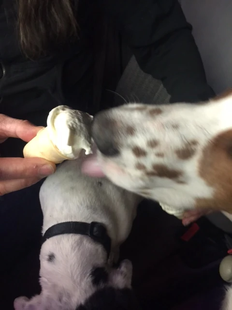 Tucker had his first doggie cone yesterday. He loved it as much as Bromont did.