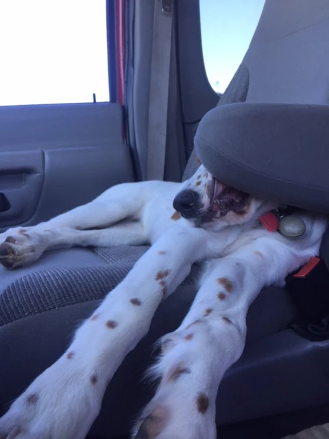 Tucker gets into pretty weird positions when he is sleeping.