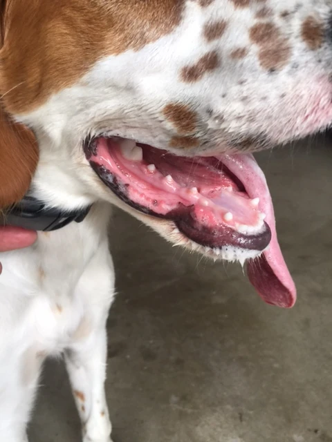 Tucker has lost most of his baby teeth, so he doesn&rsquo;t rip me up so much playing. He did chew the steering wheel of the van yesterday, though.