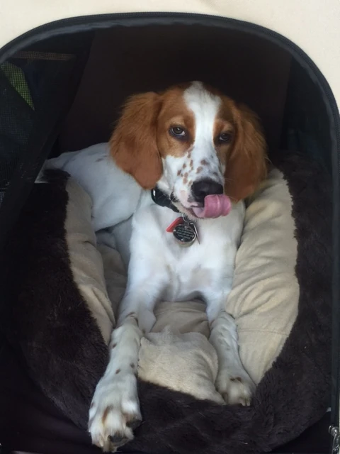 Tucker likes his nylon travel &ldquo;box&rdquo;. But he knows how to get out now. 