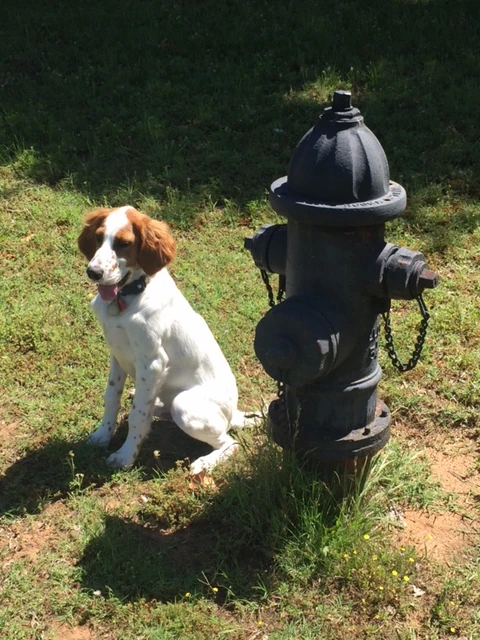 Sometimes Tucker seems like he is grown up and other times like a puppy. This was at a rest stop in Oklahoma.