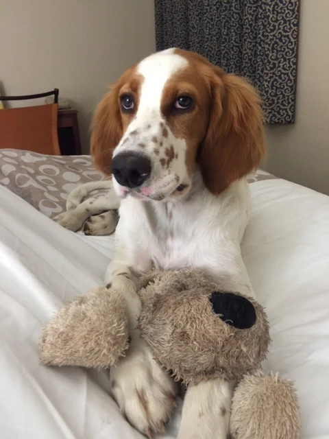 Tucke likes hotels, as far as I can tell. He isn’t much on going up and down stairs yet. We’ll have to work on that.