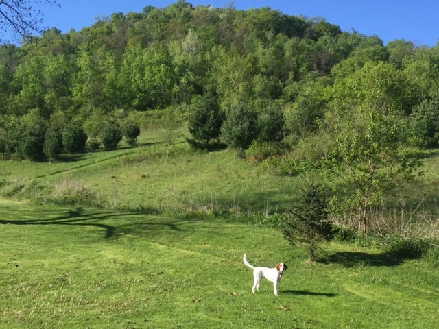 Tucker loves romping around the hills all day here.