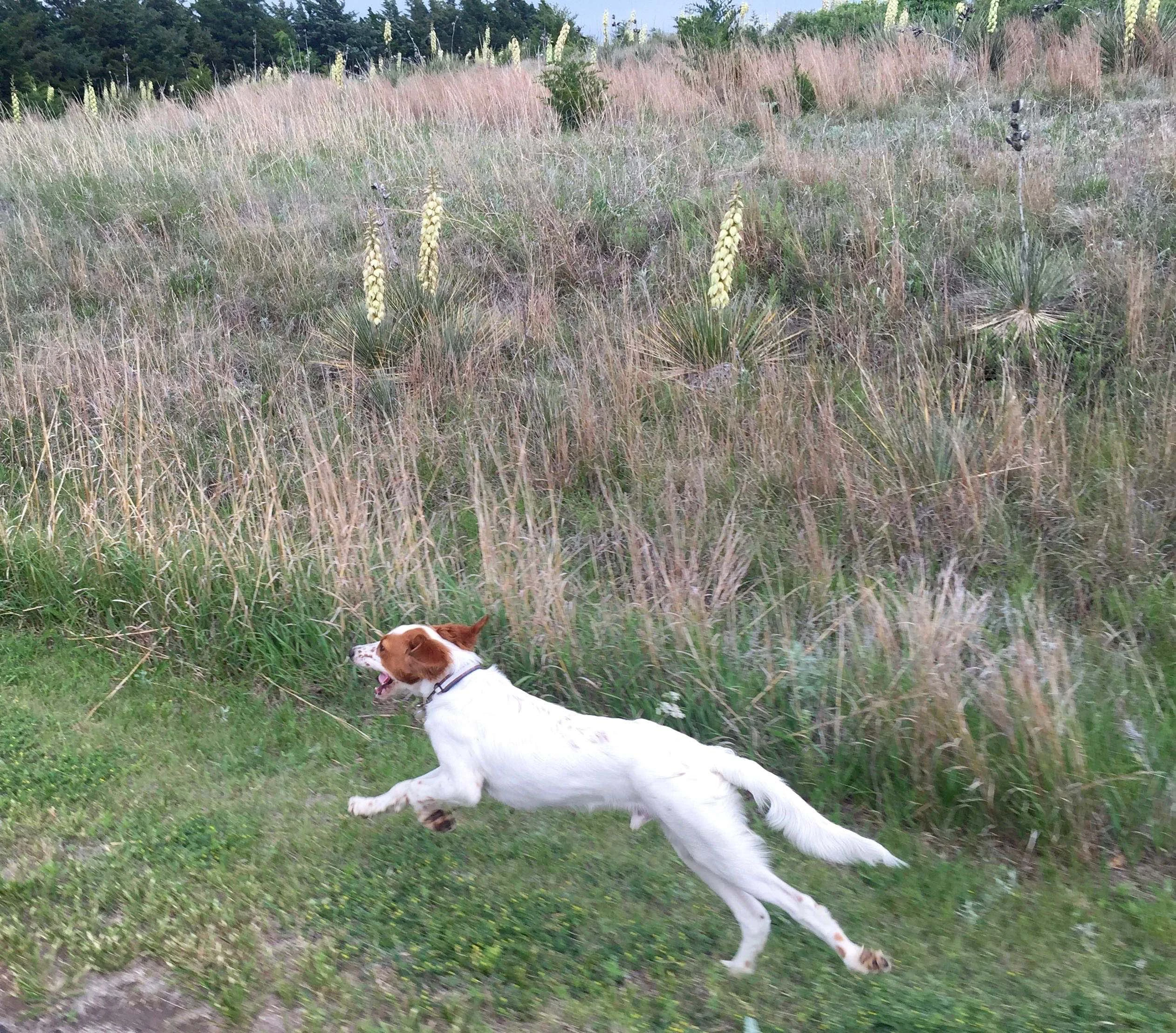 Tucker running in the Yucca plants.