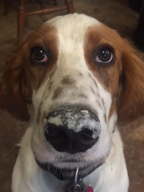 Tucker got the extra pie crust.