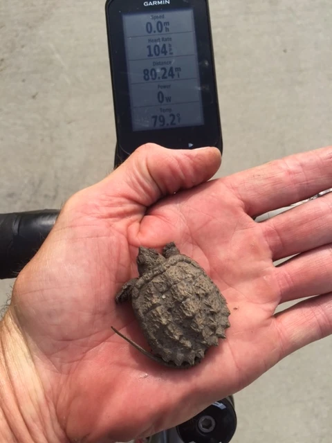 I found this little guy in the middle of the road riding on Wednesday. I moved him to a pond.