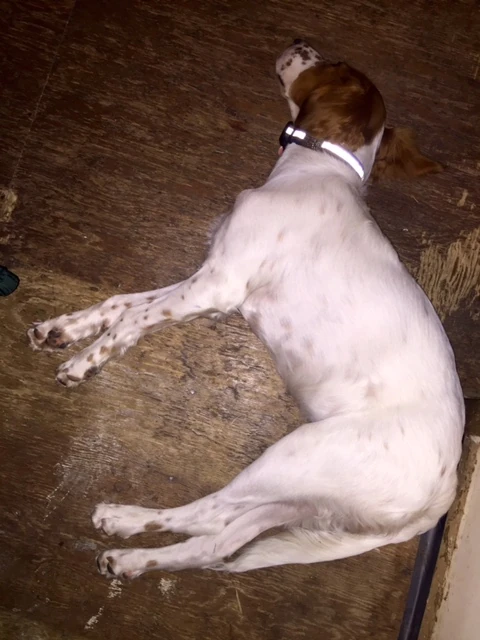 Tucker is moving kind of slow this morning.