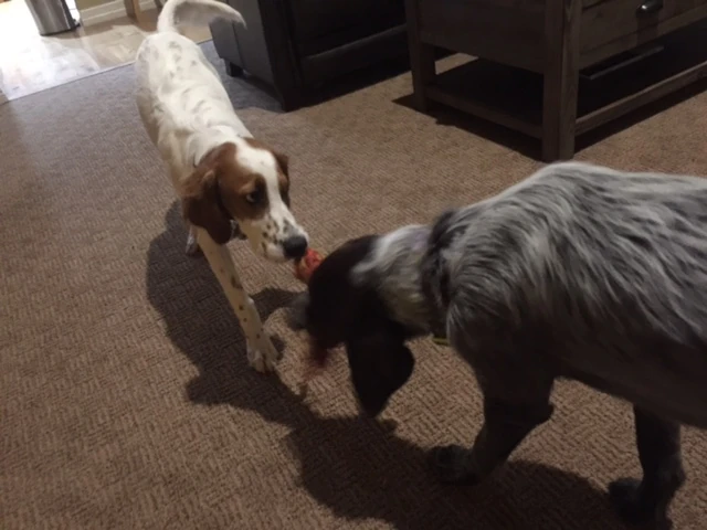 Tucker and Nikola play tug-of-war all day now.