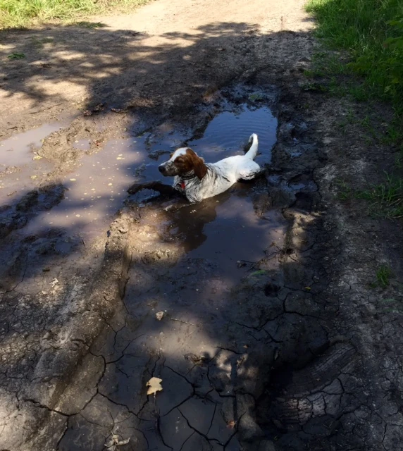 Guess who got a bath after the walk yesterday?