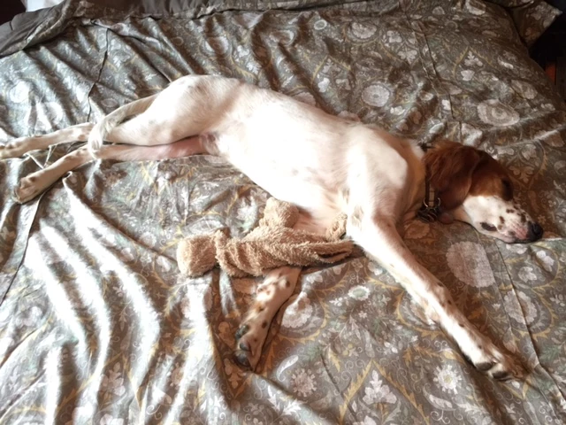 He was out like a rock last night.