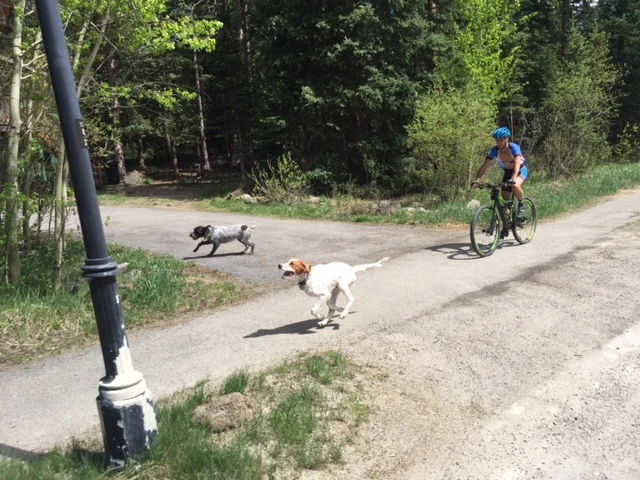 Nikola and Tucker out running with Vincent yesterday.