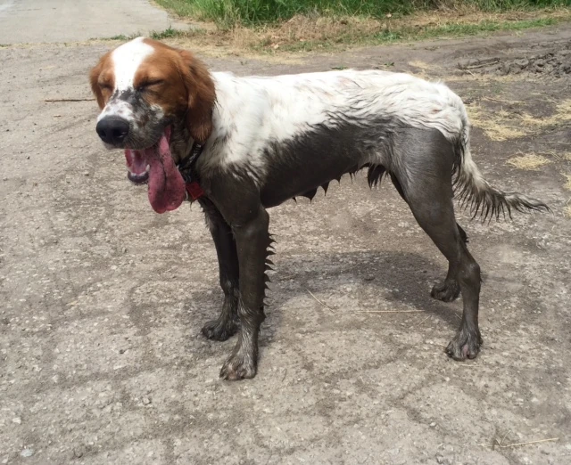 Tucker was looking for anything to cool off on the walk before we left. He obviously got a bath.