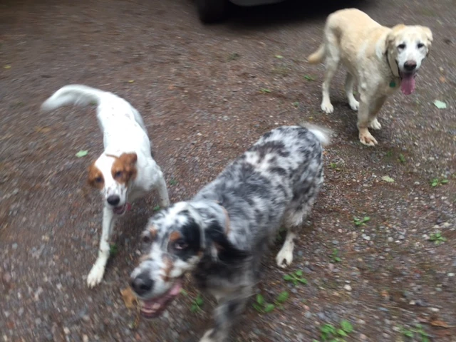 Tucker got to meet Harley yesterday. Harley is really old, but is still happy.