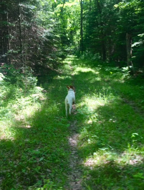 Tucker running on the Popsicle Loop.