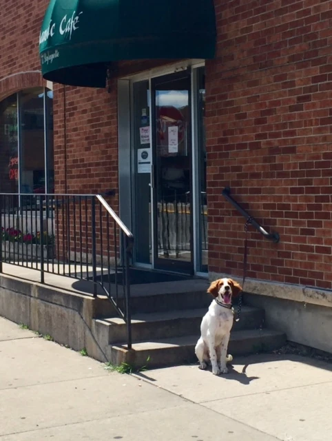 Tucker waiting patiently at a coffeeshop in Winona. 