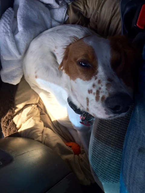 Tucker lays between the seats while I&rsquo;m driving. Sometimes he just stares at me. I wonder what he&rsquo;s thinking?