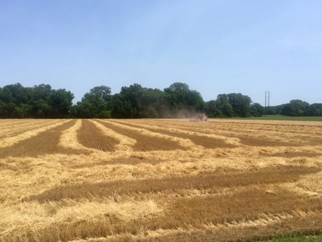 Lots of wheat harvesting going on. Guess the combines are air conditioned.