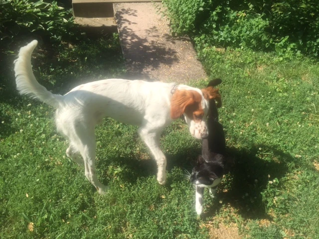Tucker is happy being back with some cats.