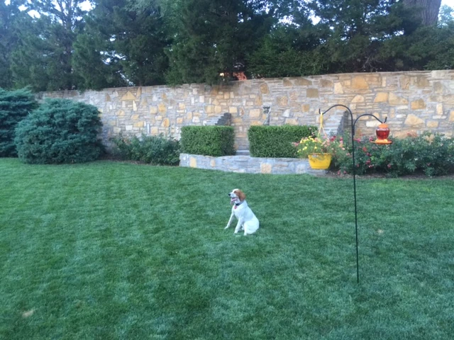 Tucker likes their backyard. It is pretty expansive.