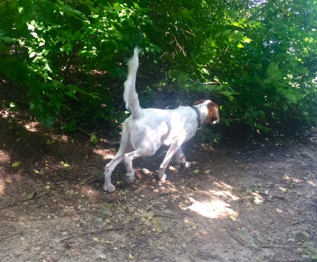 Tucker starting his “creepy walk”, coming up on a bird, or butterfly.