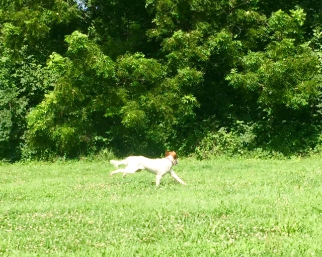 Tucker isn&rsquo;t much into the heat either. He looks like he is flying here.