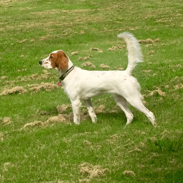 Tucker looking all noble.