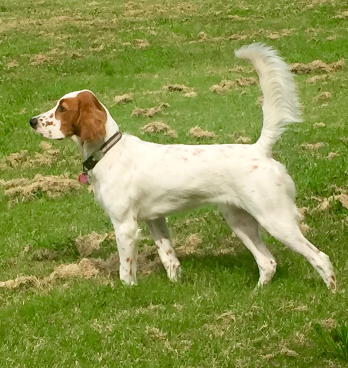 Tucker is a great dog.