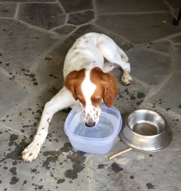Tucker is a messy drinker after running.