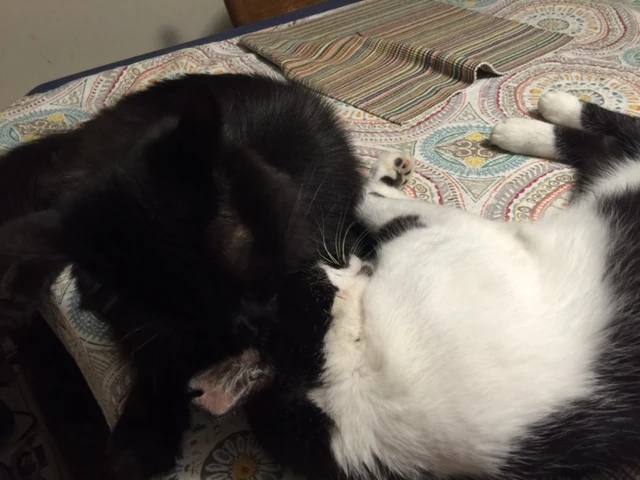The cats, who normally live heat, have been hanging out inside in the air conditioning. 