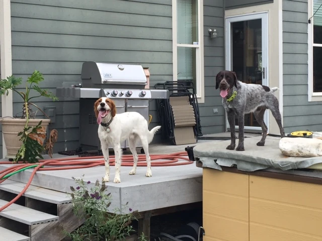 Tucker was super glad to see Nichola. They are like peas and carrots.