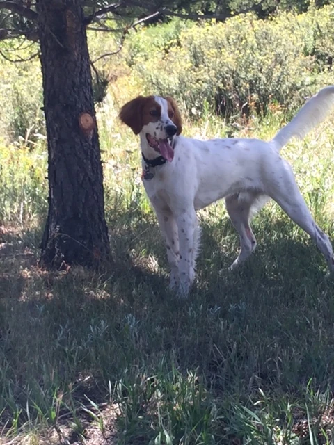 Tucker loves it out here at high altitude.
