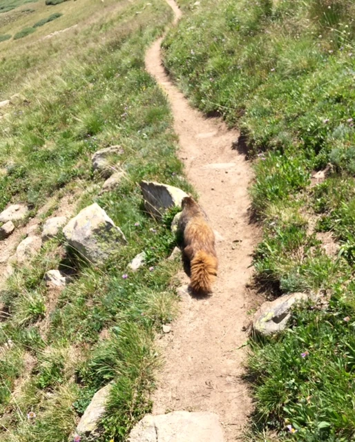 This little guy was on the Colorado Trail up near Kokomo Pass. I had been told to look out for him. He must be famous. I bet he just hangs out, like a gate keeper, waiting for the next person to pass, toll being food.