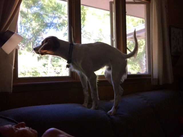 I think Tucker has been watching too many cats growing up.