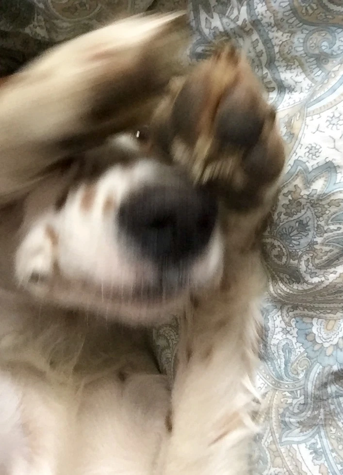 Tucker usually rubs his face with his paws before he goes to sleep. It is very cute.