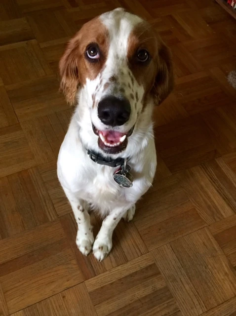 Tucker is acting all good, trying to entice me into taking him somewhere.