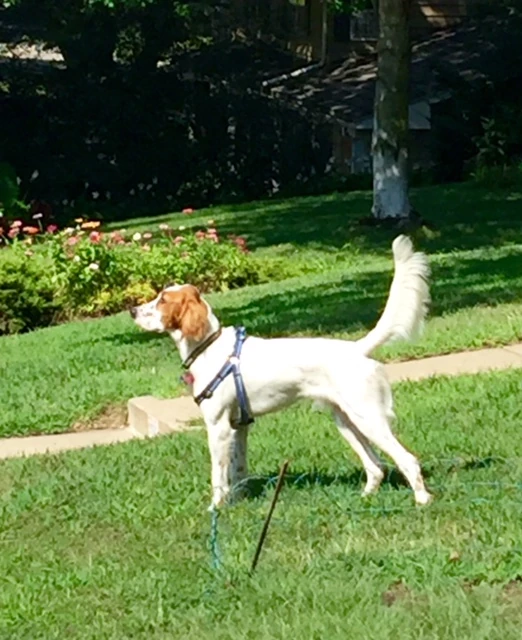 Tucker saw a rabbit.