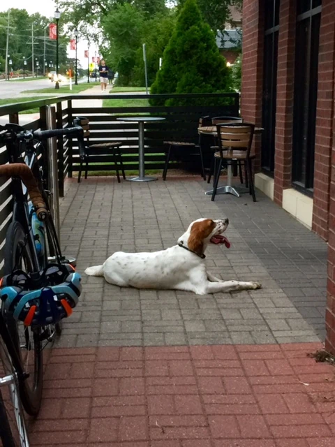 Tucker ran over to Tuesday night Beer night. He was too hot to hang with the gang.