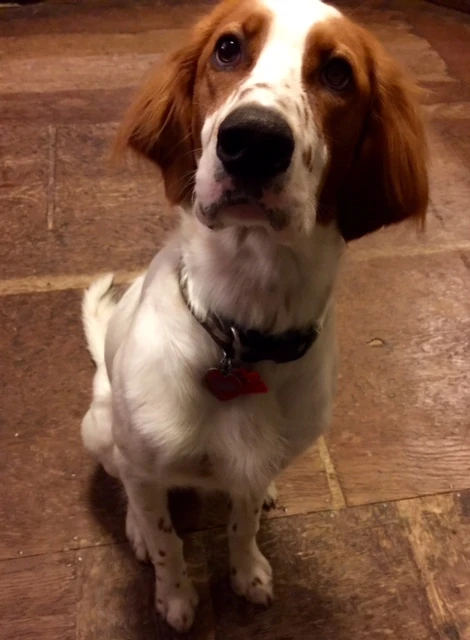 Tucker&rsquo;s look when you tell him he can&rsquo;t chew on your cycling shoes.