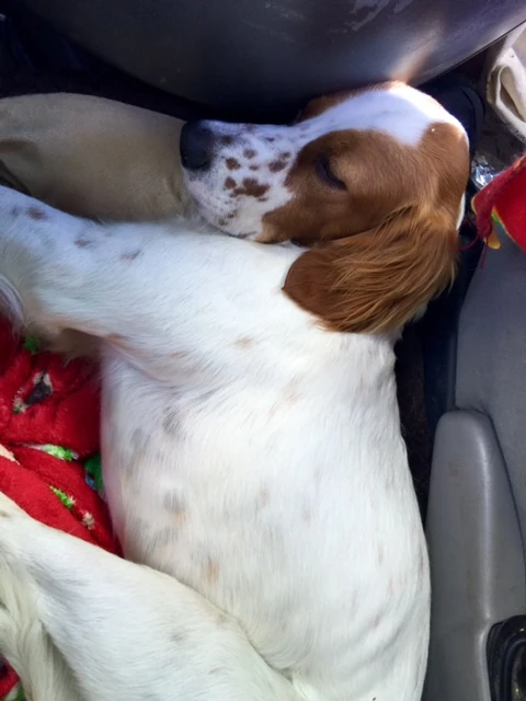 Tucker on the drive yesterday.