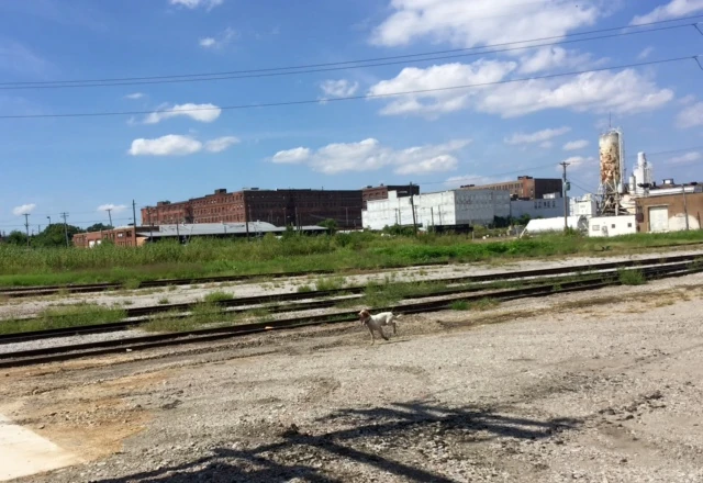 Tucker running along the railroad tracks close to the bike path.