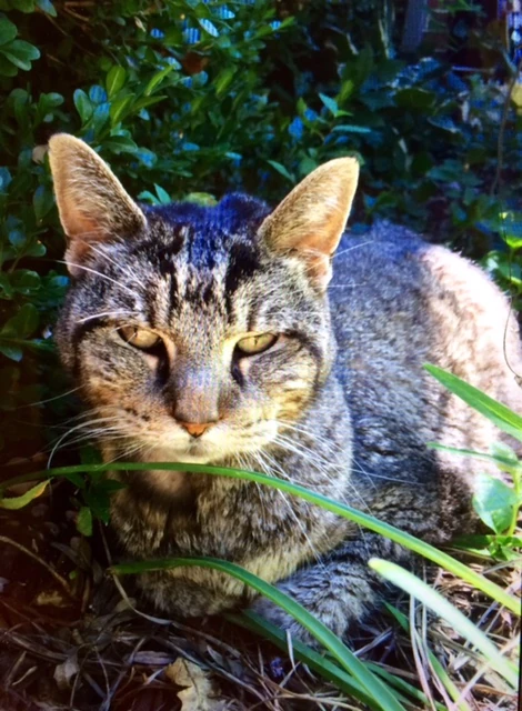 Our cat, Naomi, died yesterday. She was our oldest pet. She was a very good kitty, super loyal. She and Bromont were buddies, so I buried her next to him. I&rsquo;ll miss her.