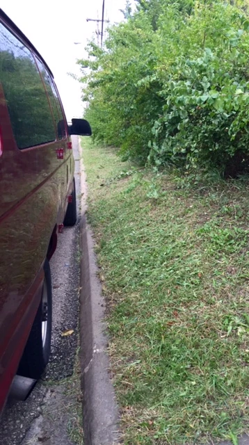 The weed trimmer cuts it pretty short. The bushes look like they need to be trimmed too.