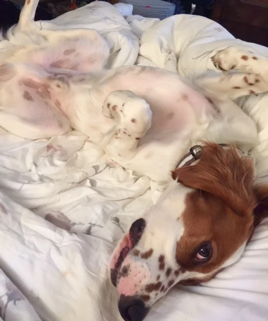 Tucker was super sensitive yesterday and stayed by my side all day and night.