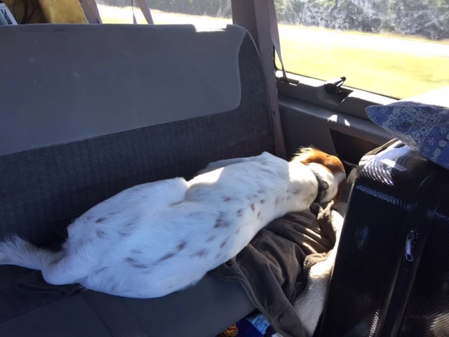 Tucker is out for the drive.