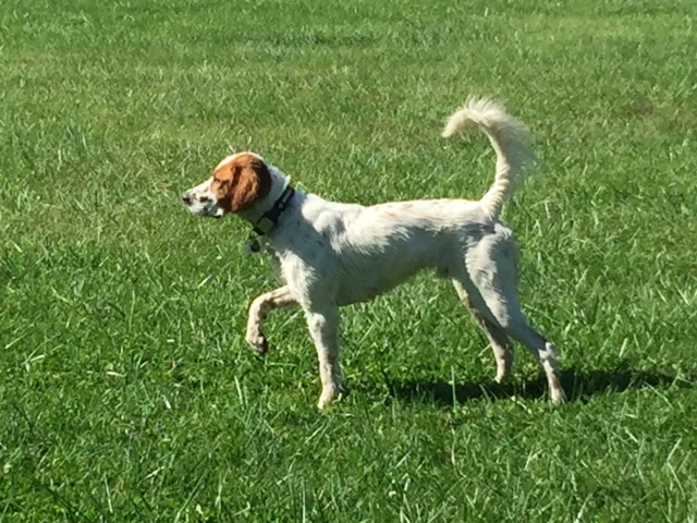 Tucker has been super. He has been just hanging with me, waiting until I feel better.
