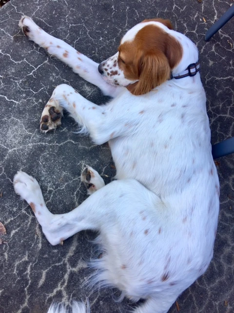 Tucker had already plopped down at my feet by then.