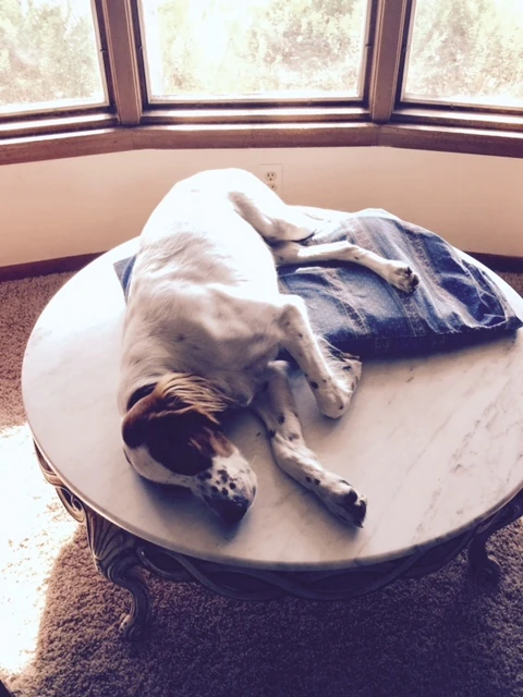 Tucker has been laying on the coffee table in the living room to keep an eye on me and what is going on out front.